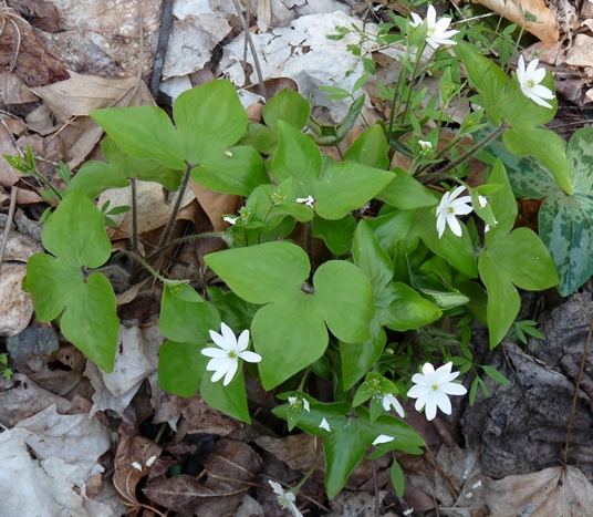 {Anemone acutiloba}